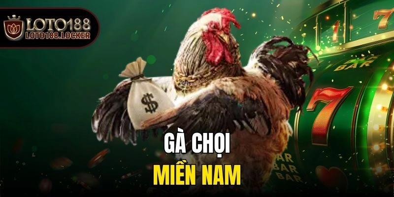 Gà chọi Việt Nam Thái Bình