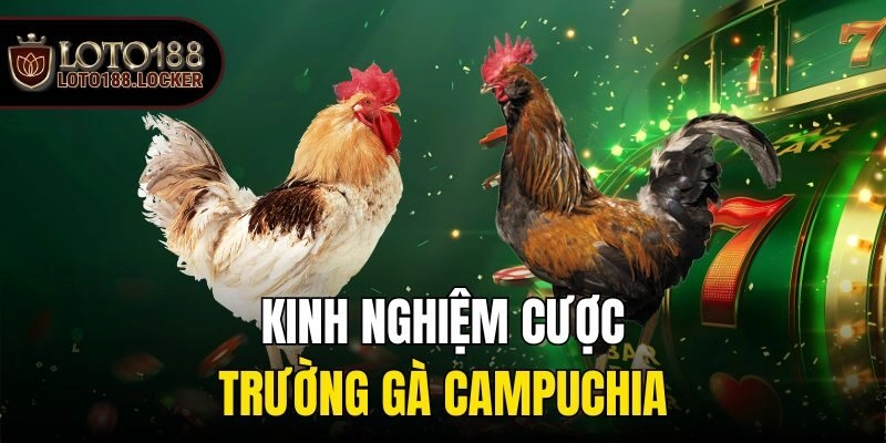 Kinh nghiệm cược trường gà Campuchia